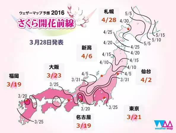 桜１